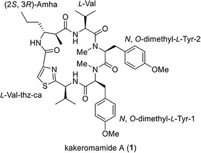 Total Synthesis and Biological Evaluation of Kakeromamide A and Its Analogues